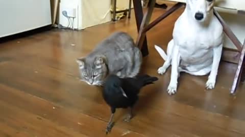 Bird feed cat & Dog