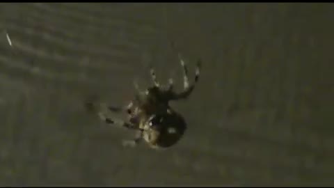 Big spider spins a web on my front porch