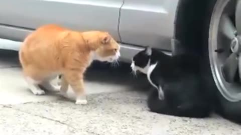 Feline border dispute