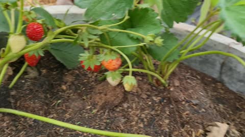 Growing strawberries in Thailand in Dec