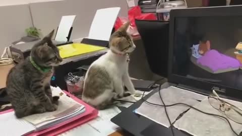 OMG two cats watching Tom and Jerry