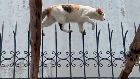 Agile Cat Tiptoes Along Decorative Fence