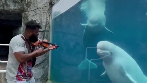 Beluga listening from the man playing violin.mp4