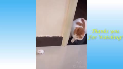 Funny And Cute CatS Life Part 6 Cats And Owners Are The Best Friends Videos