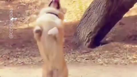 THE BEST OF SMART, CUTE AND FUNNY ANIMAL VIDEOS