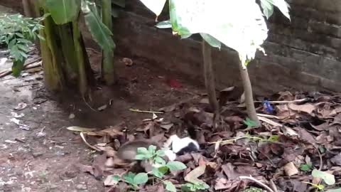 Real 2 Cats Heavy Fighting with sound - Video