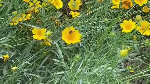 bee blown by the wind