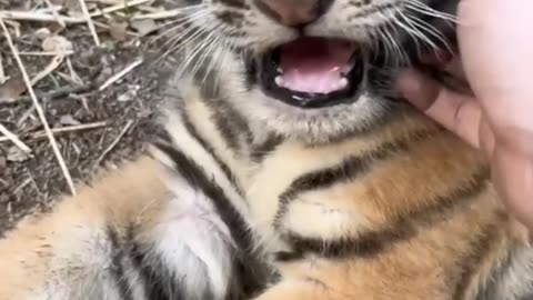 Sweet Tiger// tiger //animals videos.