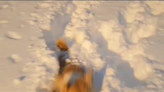 Corgi Struggles to Walk in Deep Snow
