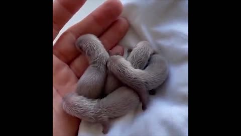If you've never seen 3 Day old ferrets well here | Cool Pets