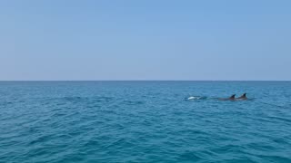 Shoab Beach Dolphins