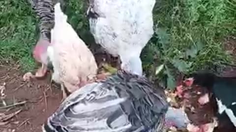 Beautiful chicken 🐓 trending video