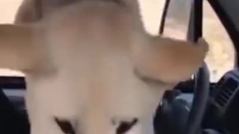 Funny dog jamp that inside car cat attack