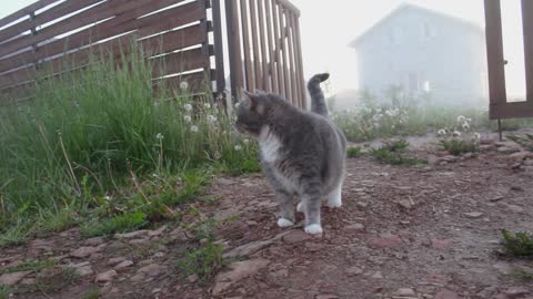 Fog Village Cat & Dog