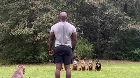 Self Taught Dog Trainer