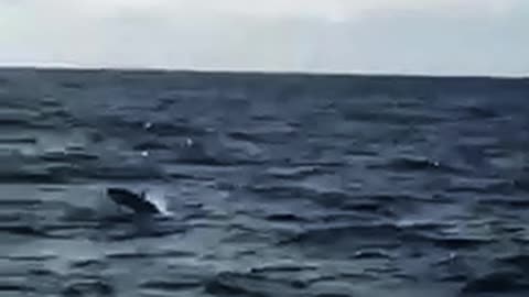 Dolphin's Cheer Sailor's up after a Very Scary Crossing through the Bay of Biscay