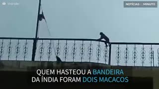 Macacos hasteiam bandeira em comemoração ao dia nacional na Índia