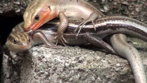 kinky skinks, reptile mating session, beautiful view