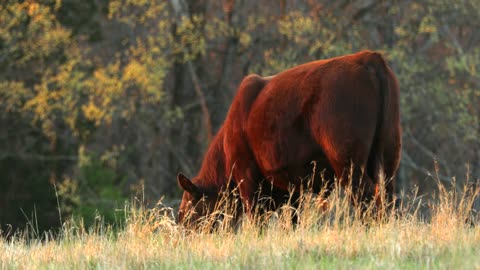 Cow In Field Eating Grass Tight Shot