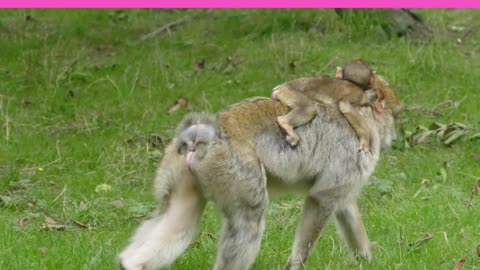 Monkey mother story