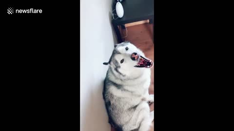 Two huskies have a shouting match