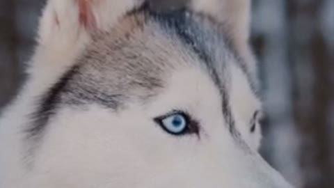 Close-up view of the Siberian Husky looking around