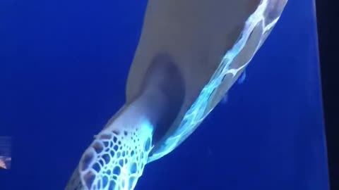 A cute sea turtle swimming.