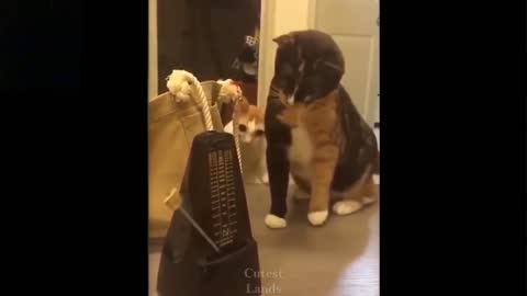 Funny Cat Had Enough of The Metronome Ticking Noise (Laugh Together)