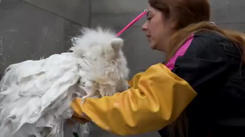 WOW! The Most Satisfying Transformation On A Stray Samoyed Dog