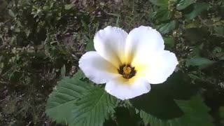 3 Sida Sp. flowers still little wet after rain, each one receives a shot ​[Nature & Animals]