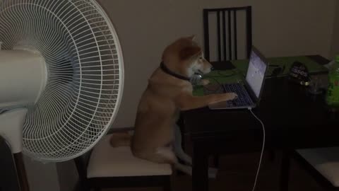 Dog casually watches movie on laptop