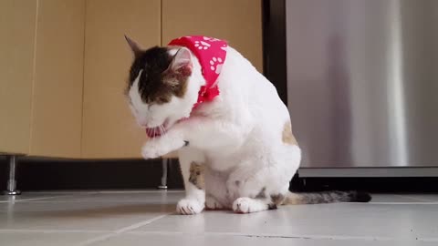 A cat that cares a lot about cleaning its body