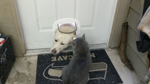 Catfight Ensues When Dog Peaks His Head Through Kitty Door