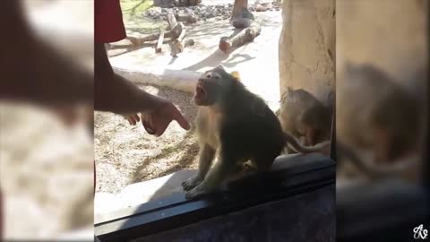 showing magic to monkey funny nice