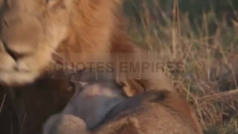 Meet the Majestic Maasai Lion Panthera leo nubica.#lion#fking lion#alpha lion #wildlife# Maasai Lion
