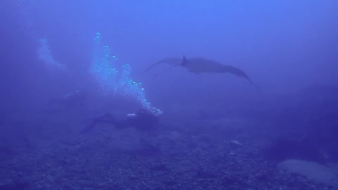 Diving the Cauldron, Komodo NP