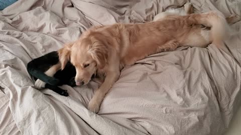 Golden Retriever and black cat wrestling on bed