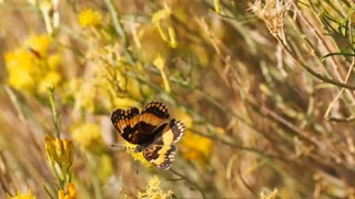 Butterfly On A Beautiful Flower Video Real Close Up look video