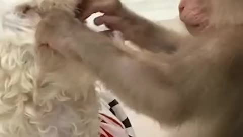 cute macaco, Dog beija macaco, vedeo funny