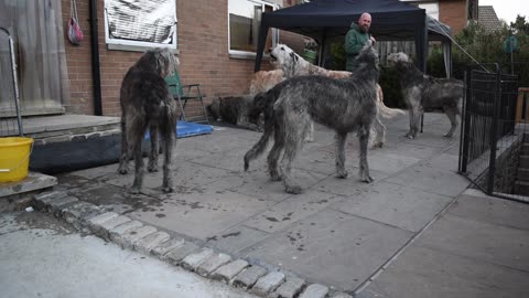 Irish Wolfhounds Howl For Heroes in Austonley