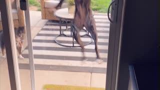 🤍🐾Boxers got hops !🐾🤍