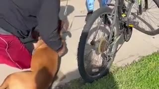 Man saves a dog's life by CPR