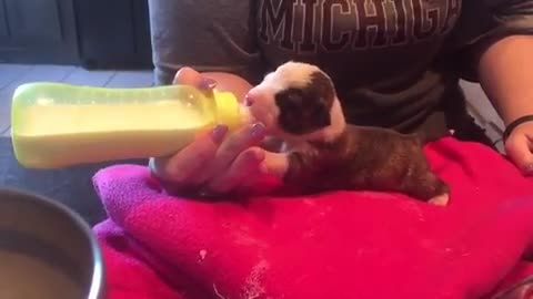 Puppy makes adorable sounds while bottle feeding