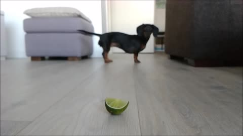 Dachshund freaks out over slice of lime