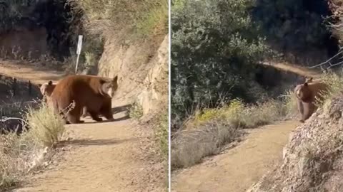 Terrifying moment runner comes face-to-face with a mother bear and her cubs on California hiking