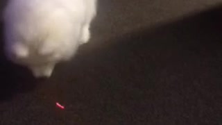 Fluffy white dog chasing laser