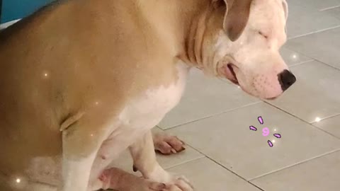 🤩 Pitbull Smiles in Bliss when scratched on the neck! 🥰