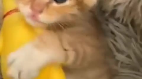 #cute #cat #funny #funnycat #video #funnyvideo #cats #funnycats #cutecats