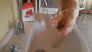 Cat washes his paws in the sink