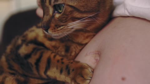 pregnant women petting a cat